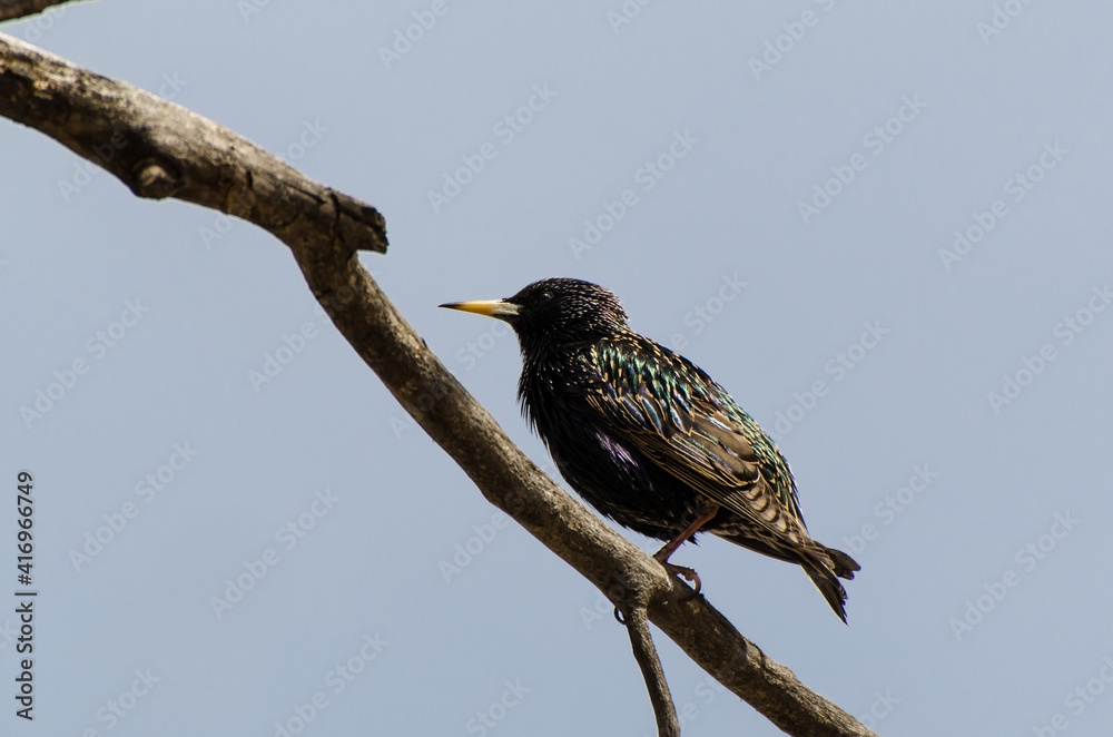 Common starling bird (Sturnus vulgaris) siting on a on a branch Common starling bird (Sturnus vulgaris) siting on a on a branch