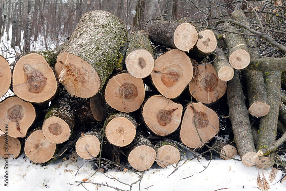 Log ends of sawed pine logs stacked in a pile in the forest on a winter day front view closeup Log ends of sawed pine logs stacked in a pile in the forest on a winter day front view closeup