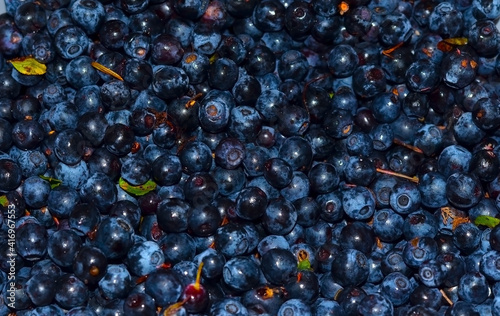 Freshly picked blueberries background