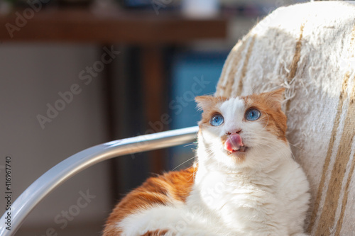 Fotografija Dreaming licking cat with blue eyes. Selective focus.