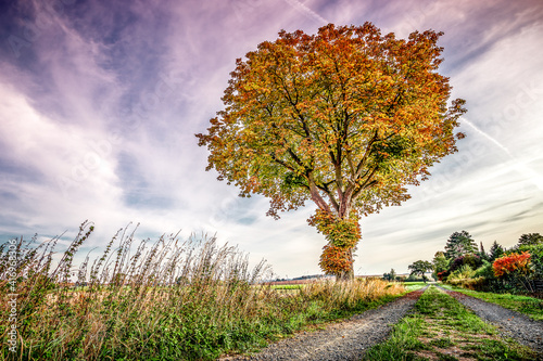 Tree in Red photo