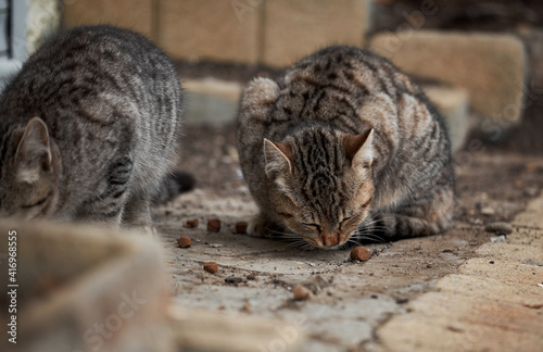 Abandoned mongrel cats survive in harsh conditions in nature. Two lonely gray striped kittens live on street and eat dry food.