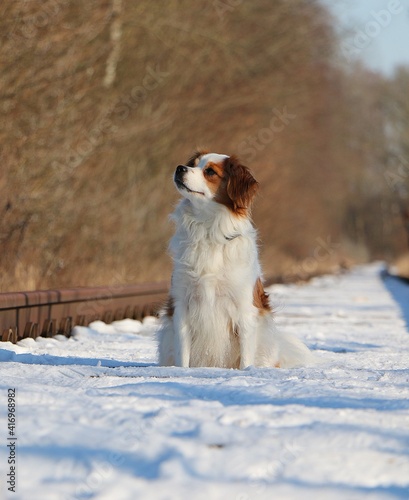Fototapeta Naklejka Na Ścianę i Meble -  small mixed dog sits on empty snow-covered train tracks