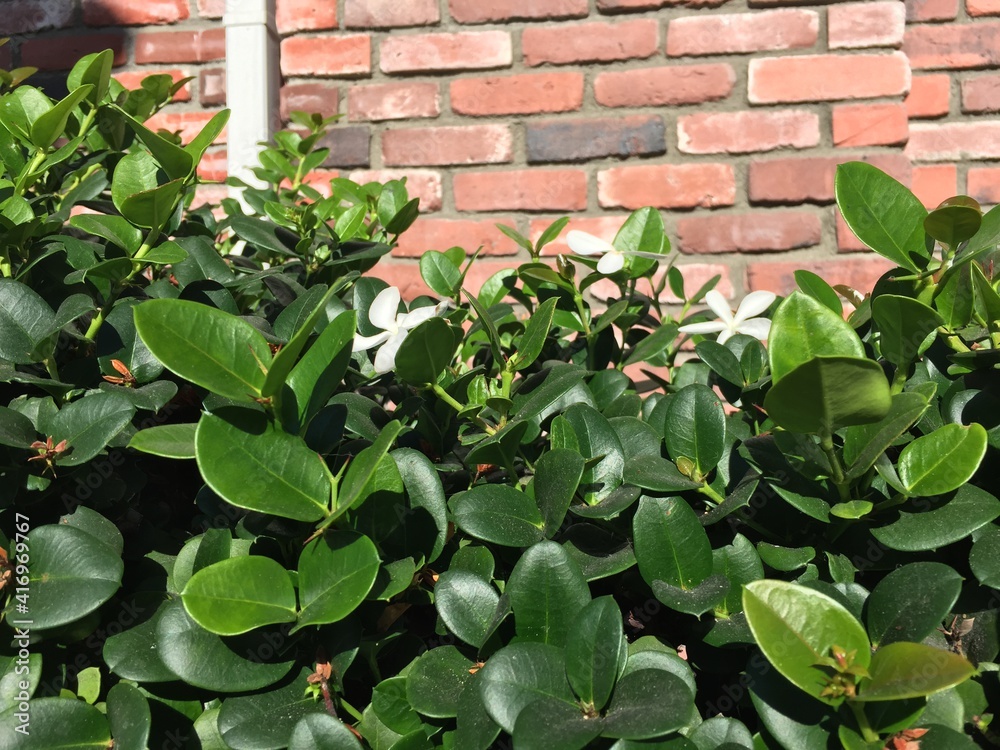 ivy on the wall ivy on the wall