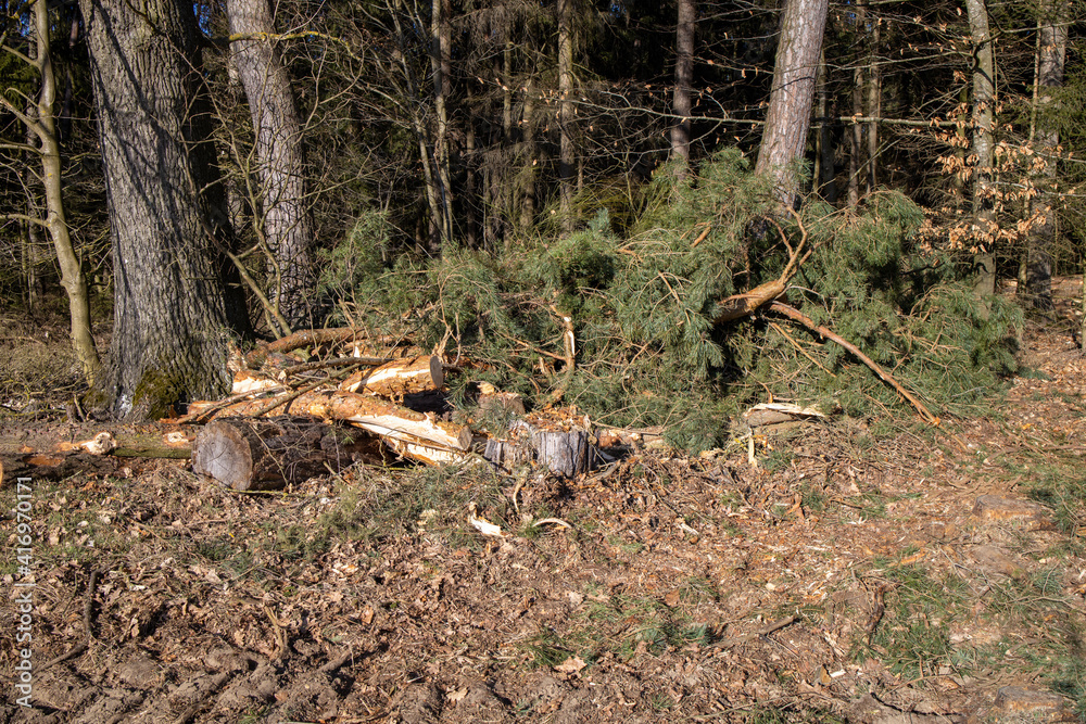 Forest Work Forest Work