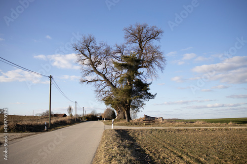 Oak tree on the side of the road