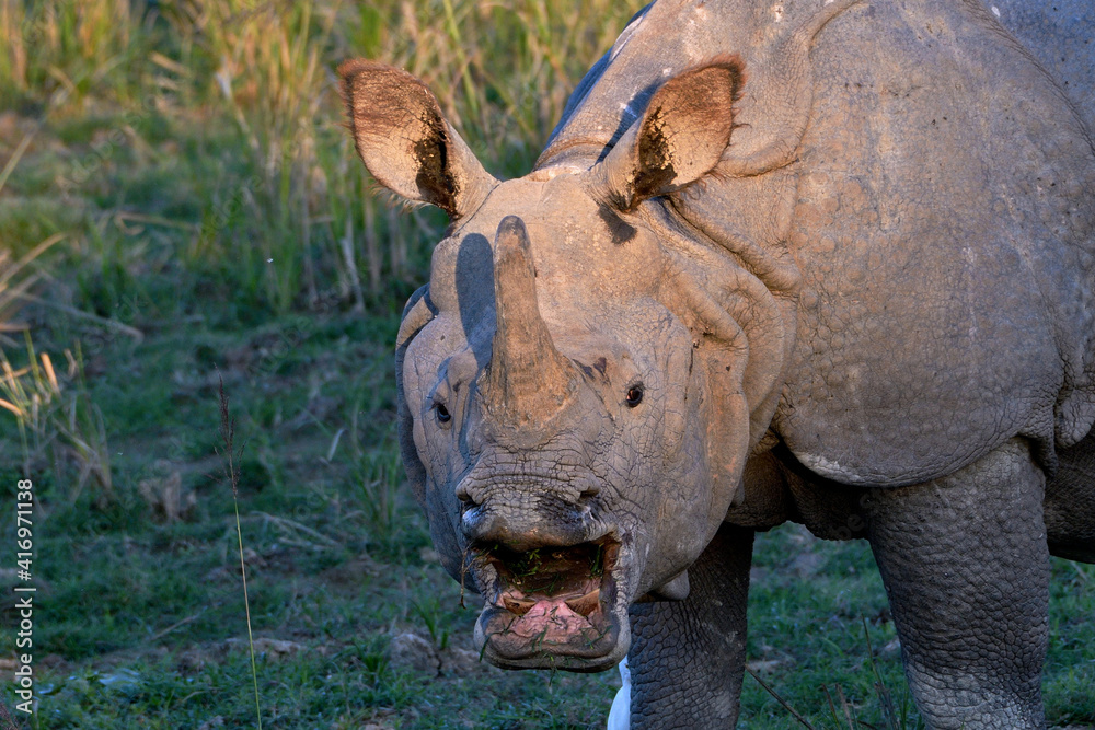Close Up Of A Greater One Horned Rhino
