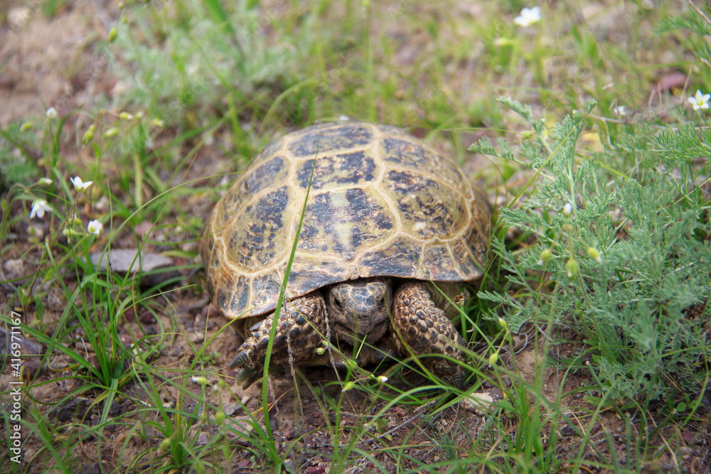 A small yellow turtle on the ground in the grass, small wild flowers grow nearby, summer, cloudy, the turtle looks into the frame A small yellow turtle on the ground in the grass, small wild flowers grow nearby, summer, cloudy, the turtle looks into the frame