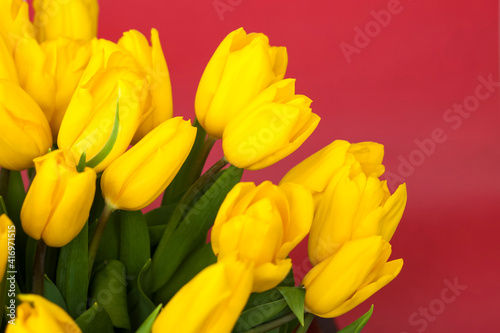 A bouquet of fresh yellow tulips on a red background. Spring flowers. The concept of spring or holiday  March 8  International Women s Day 