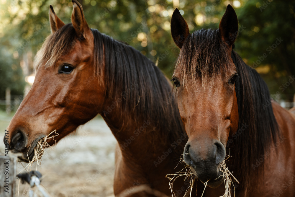 Obraz premium Les cheveux du centre équestre