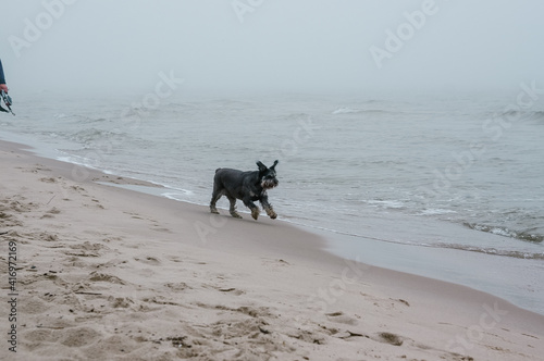 Pies biegnący wzdłuż linii brzegowej morza