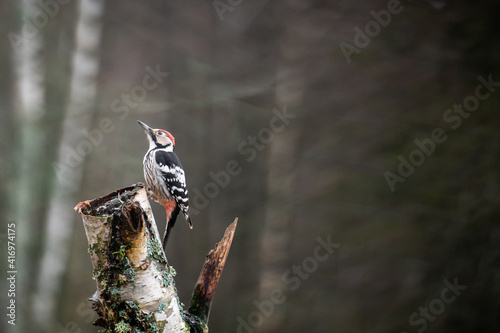 White-backed woodpecker photo