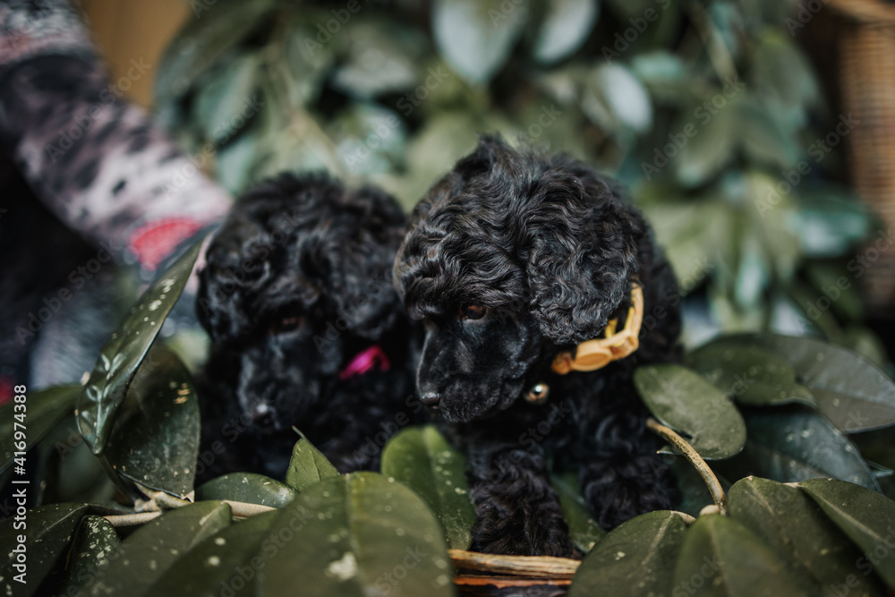 Two adorable black miniature black poodle puppies posing. Indoors shot on natural light. Two adorable black miniature black poodle puppies posing. Indoors shot on natural light.