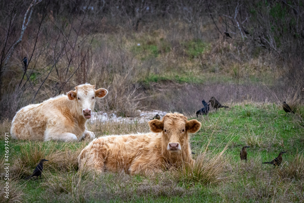 Resting cows in a pasture with some friends! Resting cows in a pasture with some friends!