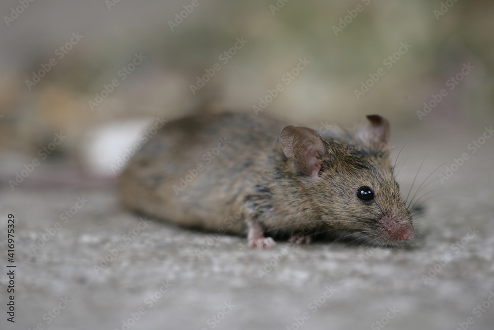 House Mouse House Mouse