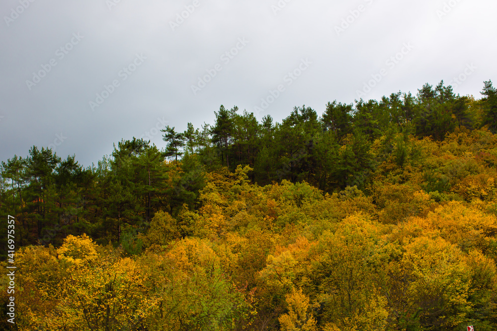 Forest in autumn with yellow leaves