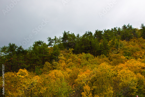 Fototapeta Naklejka Na Ścianę i Meble -  Forest in autumn with yellow leaves