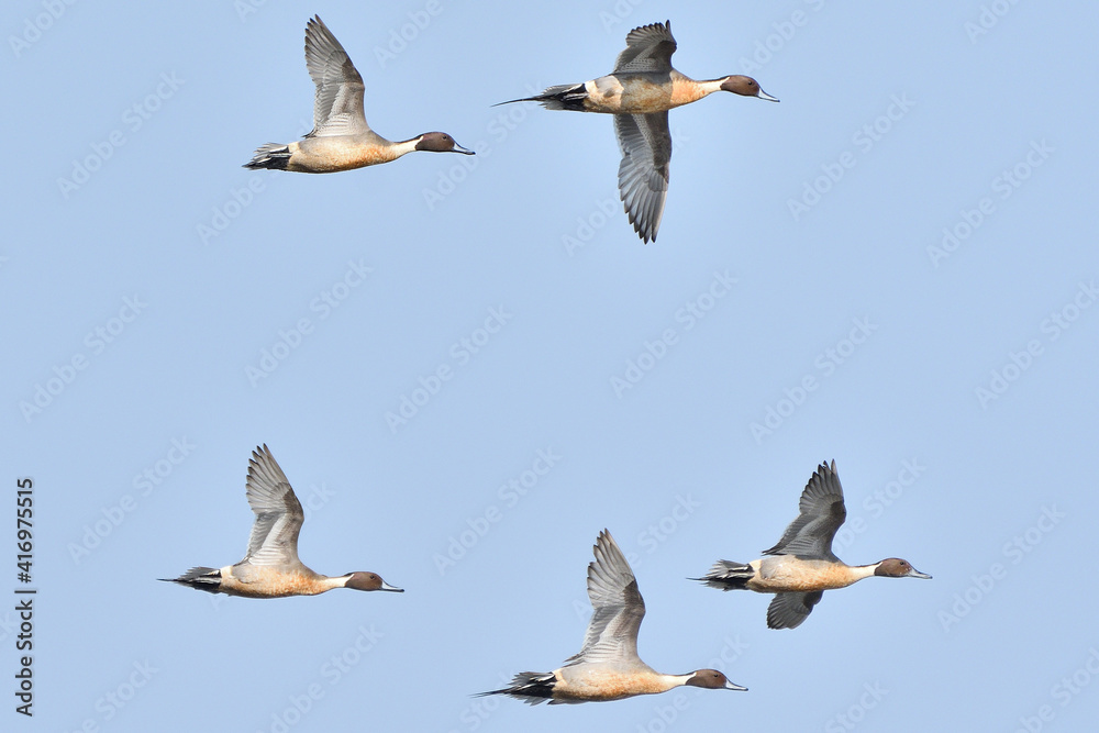 Northern Pintail Ducks Are Flying Under The Sky Northern Pintail Ducks Are Flying Under The Sky