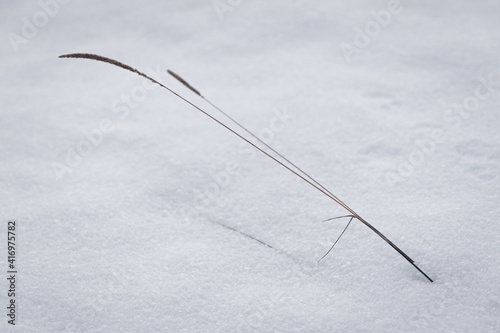 Cuadro en lienzo dry herbage close up on white snowy pattern