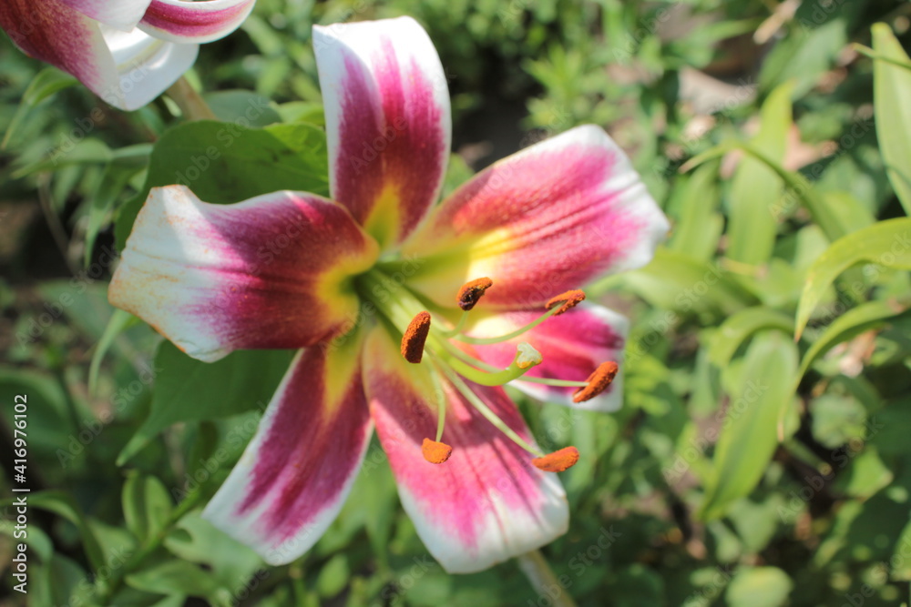 Lilium crimson colour, with white tips, growing on the summer garden.	