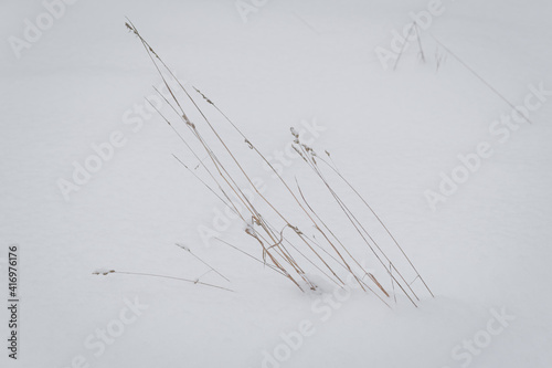 herbage on white snowy background