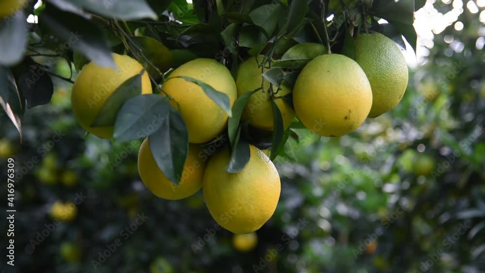 Close-up of Newhall navel oranges that are about to ripen on a plantation fruit tree