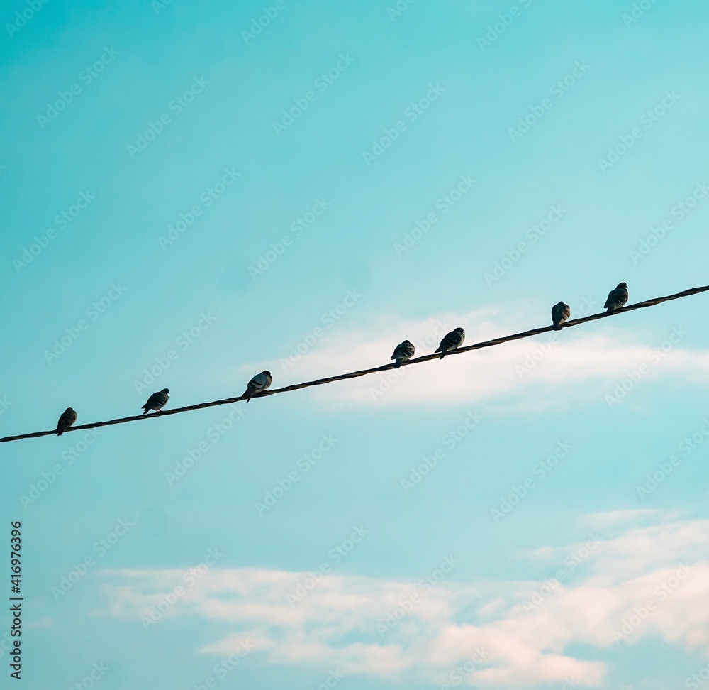 birds on wire birds on wire