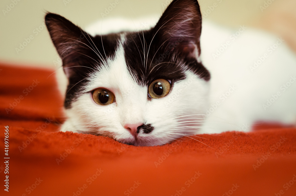 A sweet kitten with big eyes lies on a red blanket