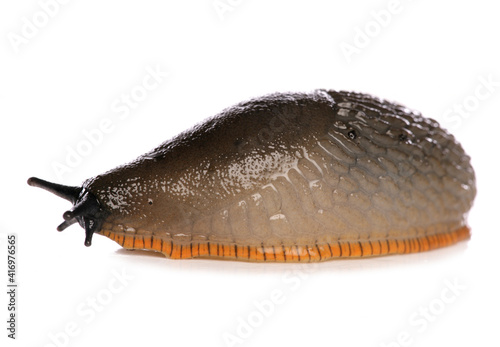 Common Slug