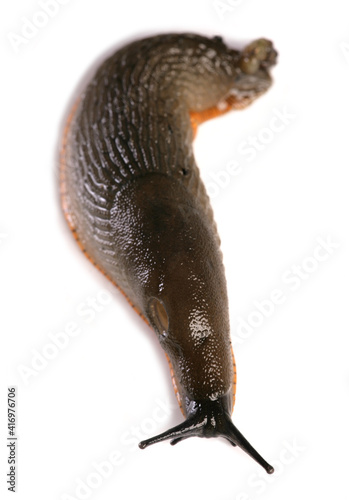 Common Slug photo