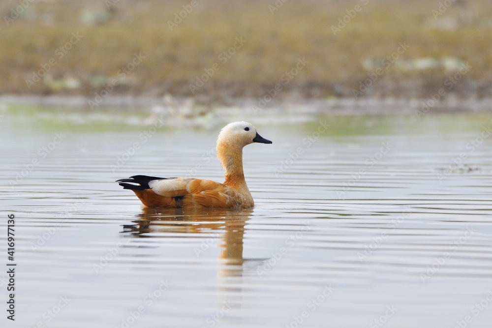 Ruddy Shelduck Is Swimming In The Wetland Ruddy Shelduck Is Swimming In The Wetland