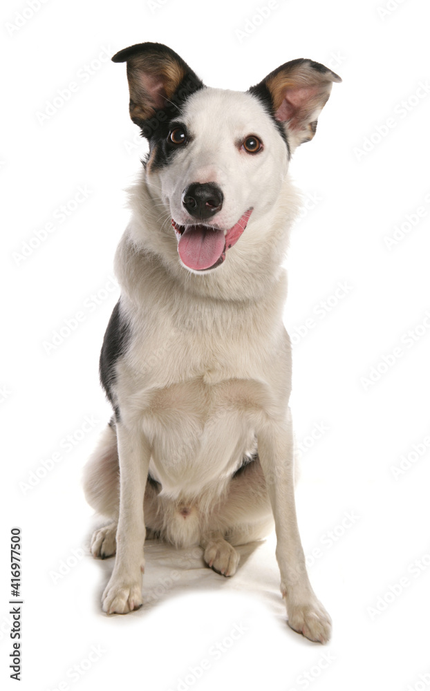 Border Collie Border Collie