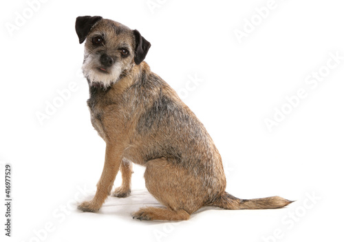 Φωτογραφία Border terrier