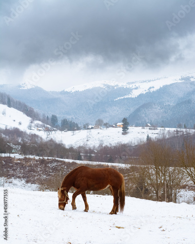 horses in the mountains © EvhKorn