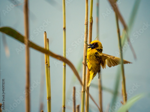 Village Weaver Bird in Nature South Africa photo