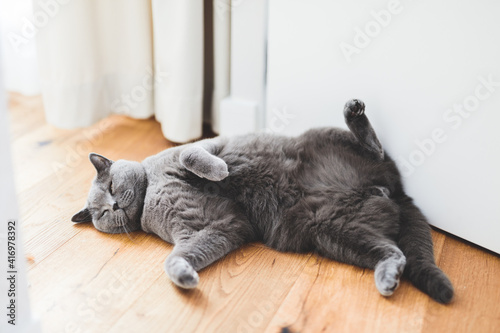 British cat lying relaxed and confident on the floor at home.