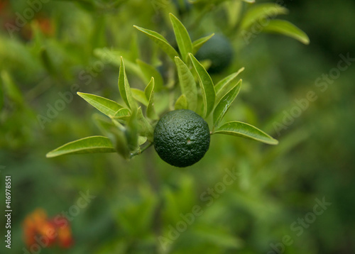 Lemon plantation in the kitchen garden. Fresh cooking ingredientes. Closeup view of a green Limonia aurantifolia tree, also known as lime, fruit. 