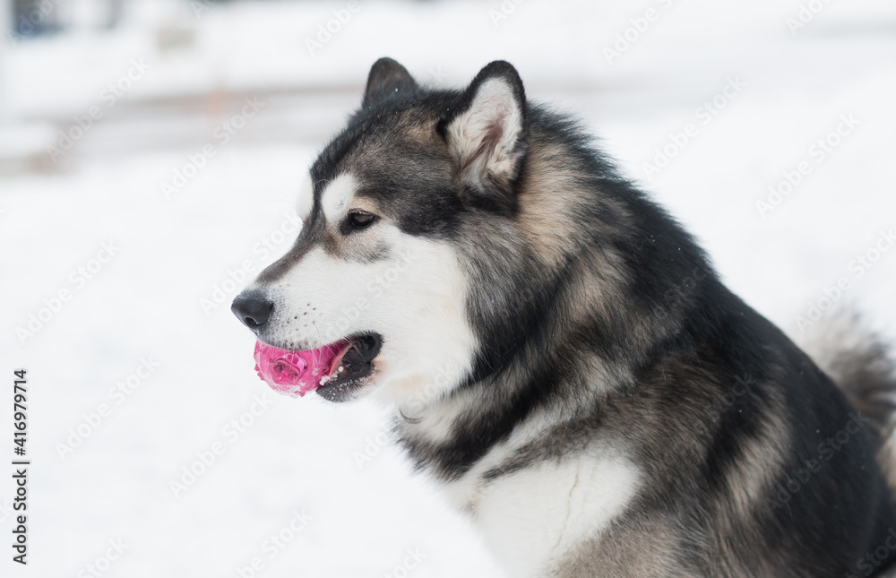 Young beautiful alaskan malamute playing with violet ball. Dog winter.