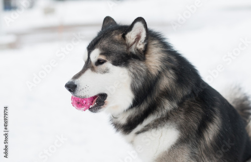 Young beautiful alaskan malamute playing with violet ball. Dog winter.