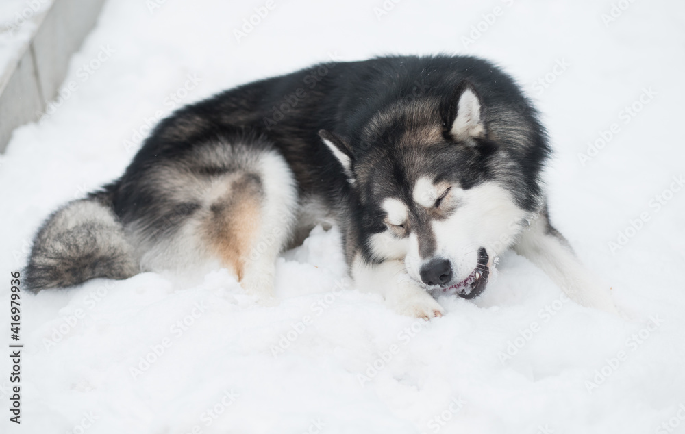 alaskan malamute dog lying and eating snow. Outdoor. winter.