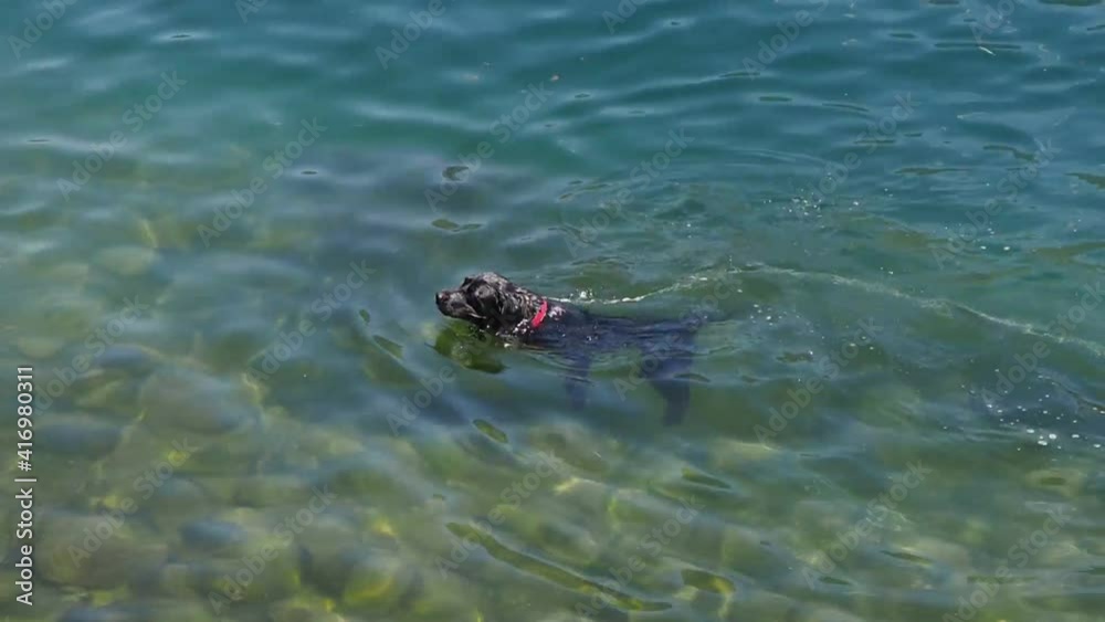 a black labrador swims happily in the clear water of Como lake. a black labrador swims happily in the clear water of Como lake.