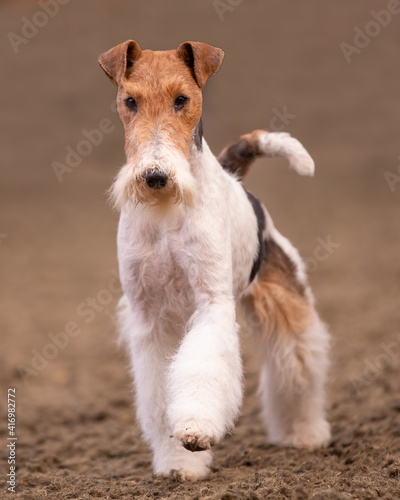 Fox Terrier