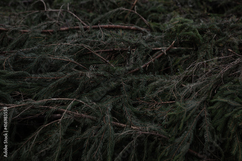 Background for projects from branches of the Christmas tree