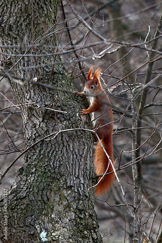 Ein Eichhörnchen im Geäst eines Baumes