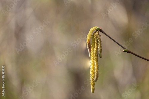 Closeup of hazelnut flower during springtime which are strongly allergic due to pollen in the air photo