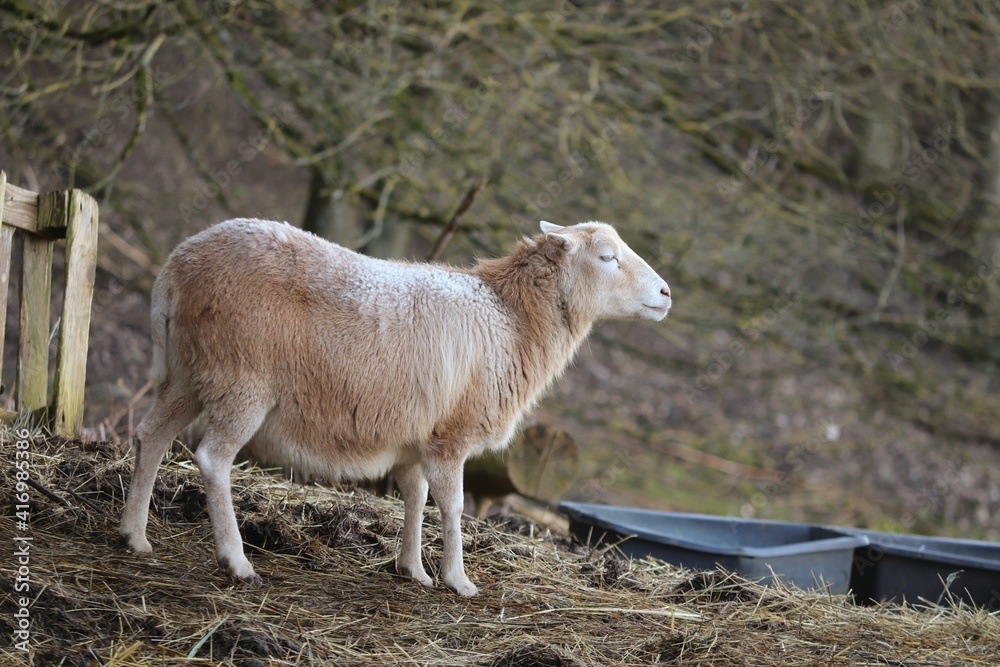 Obraz premium helles Schaf auf der Winterweide