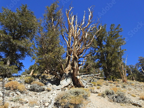  Ancient Bristlecone Pines in the White Mountains, Inyo National Forest, California. photo