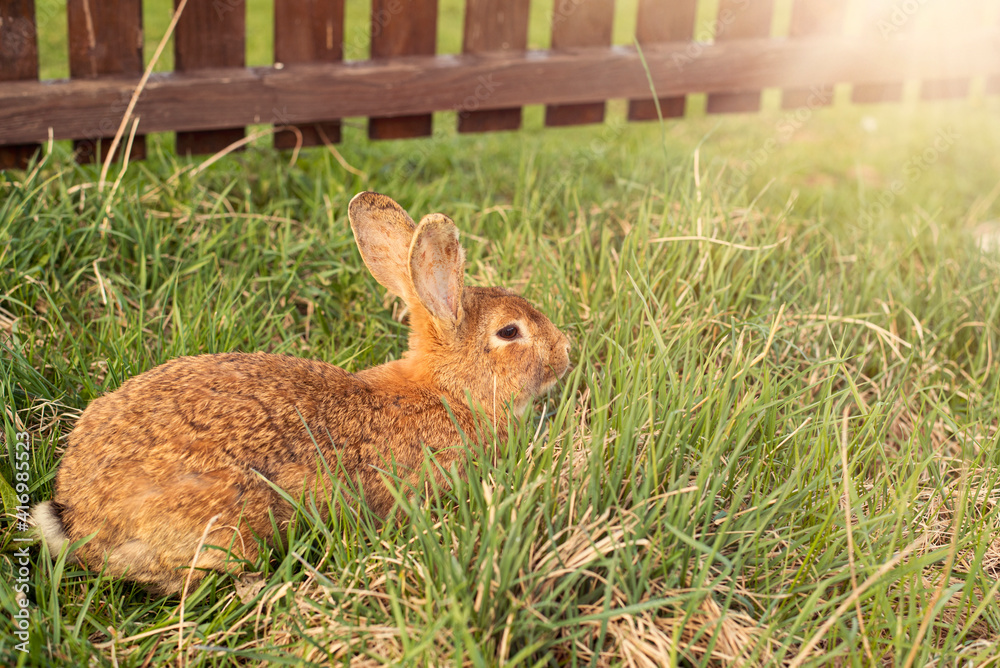 Fototapeta premium Rabbit grazing on green meadow.High quality photo.