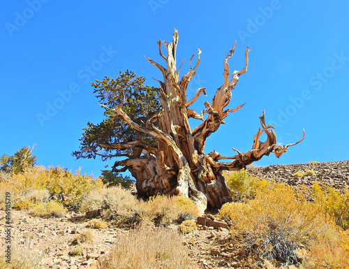  Ancient Bristlecone Pines in the White Mountains, Inyo National Forest, California. photo