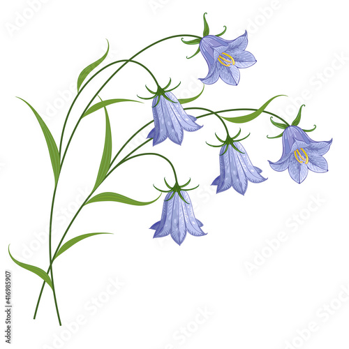 Flowers bells on the stem. Vector drawing.